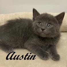 Austin - ready for his next round of chaos!, a Adoptable Domestic Short Hair in Southern Pines, NC image 1/3