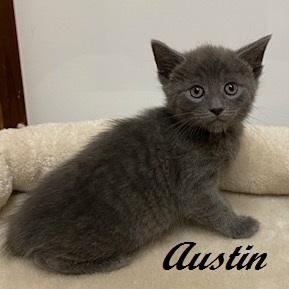 Austin - ready for his next round of chaos!, a Adoptable Domestic Short Hair in Southern Pines, NC image 2/3