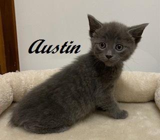 Austin - ready for his next round of chaos!, a Adoptable Domestic Short Hair in Southern Pines, NC image 3/3