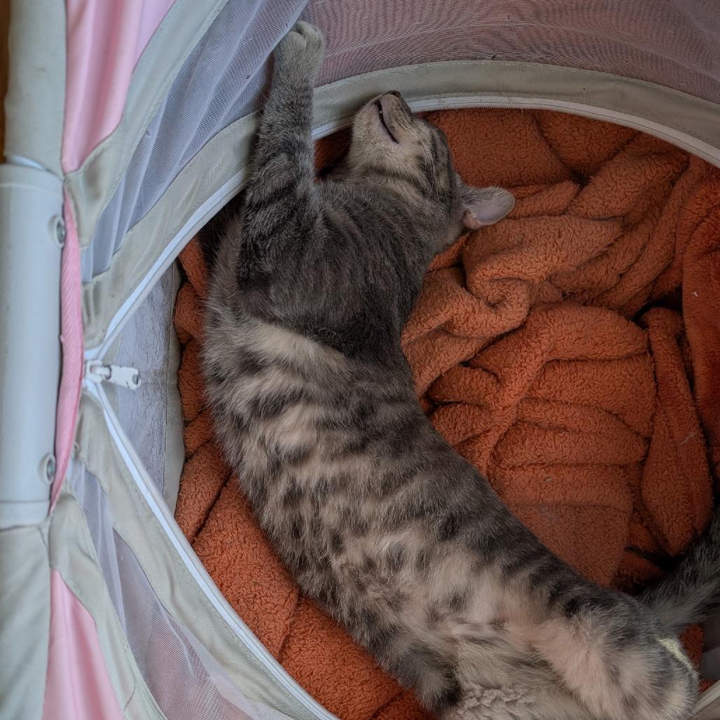 Enlarge Napo, a Adoptable Domestic Short Hair in Layton, UT image 1/6