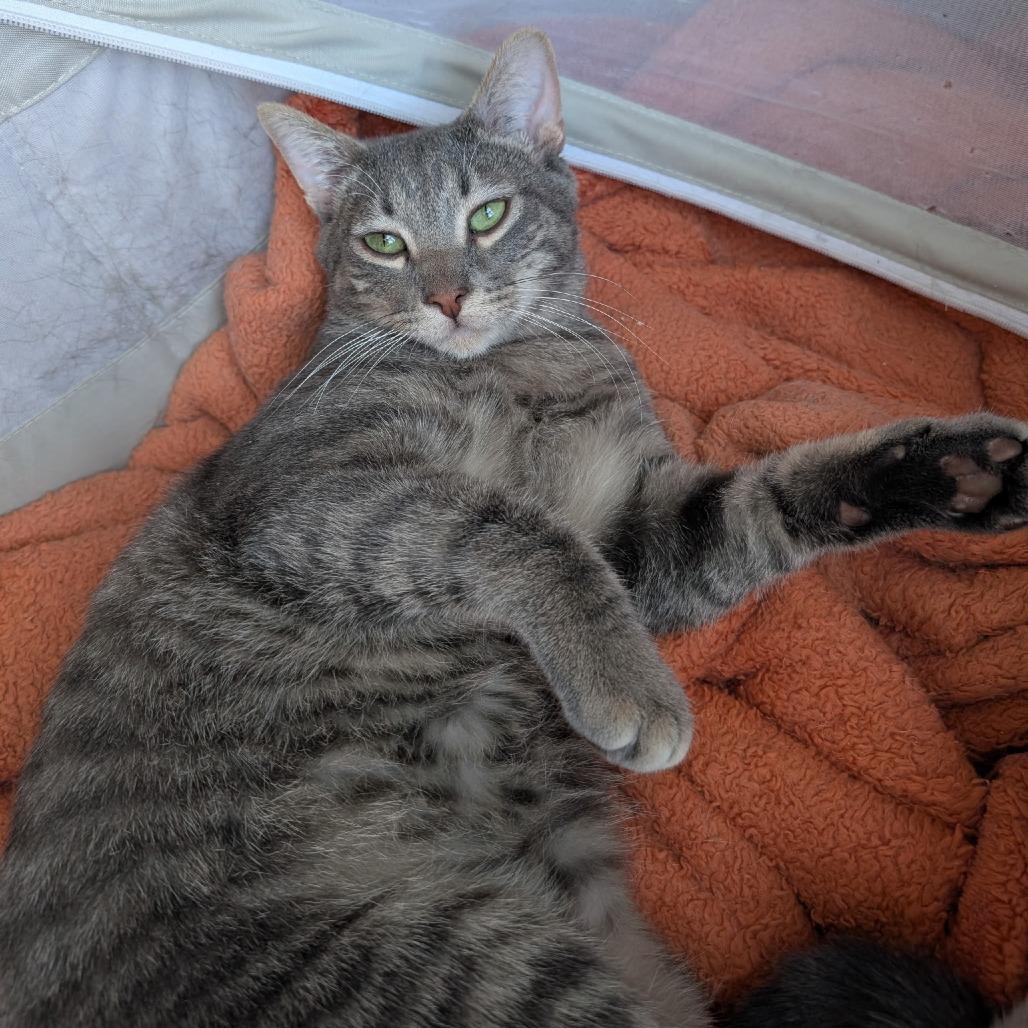 Enlarge Napo, a Adoptable Domestic Short Hair in Layton, UT image 2/6