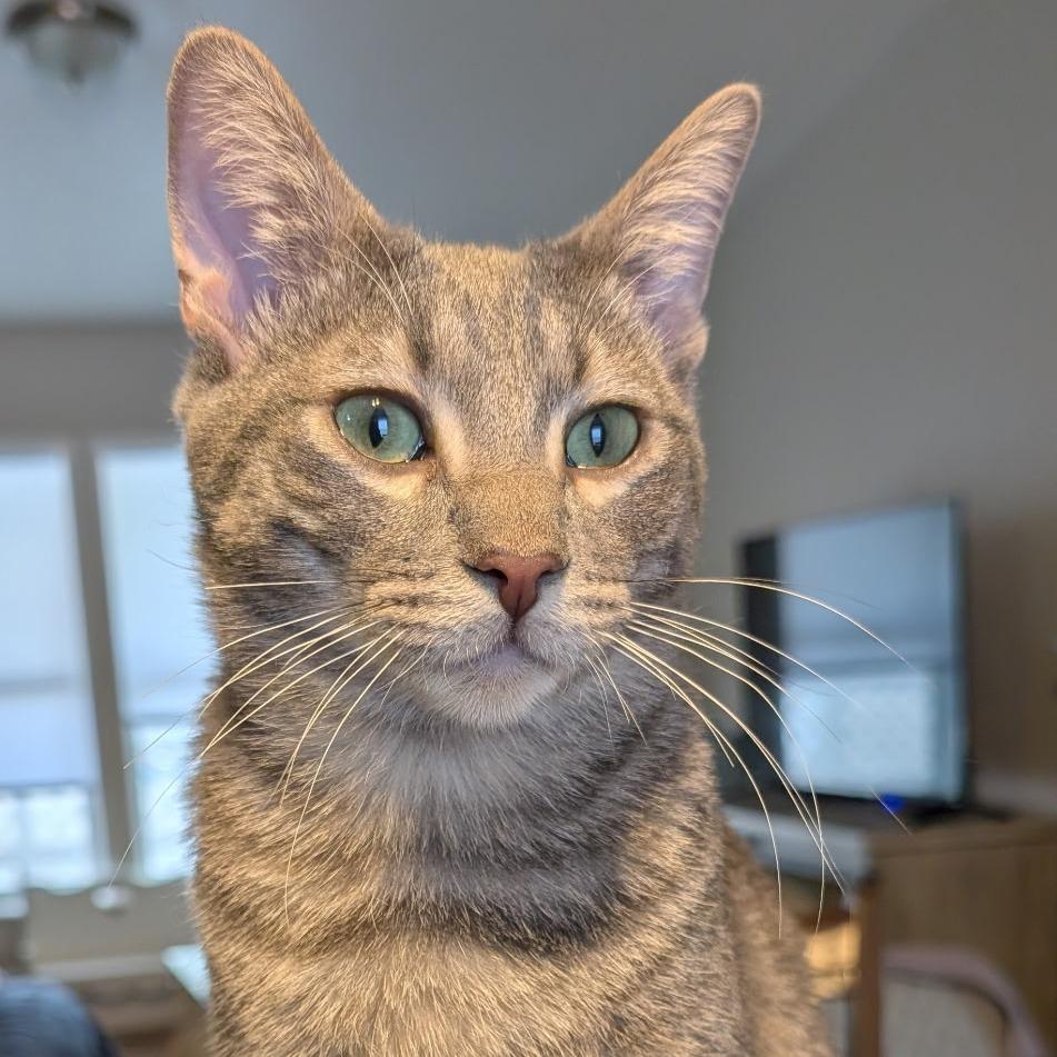 Enlarge Napo, a Adoptable Domestic Short Hair in Layton, UT image 3/6