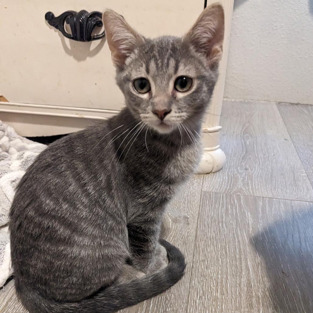 Enlarge Napo, a Adoptable Domestic Short Hair in Layton, UT image 4/6