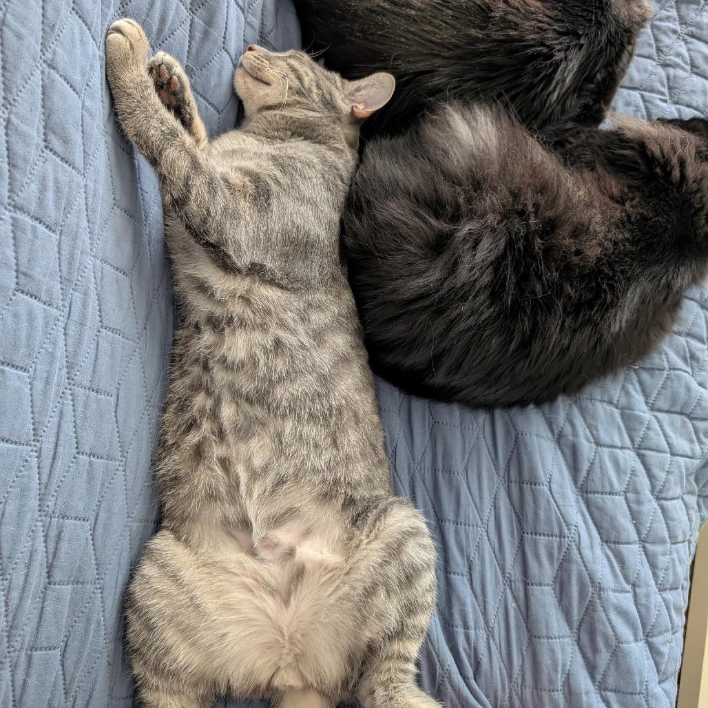 Enlarge Napo, a Adoptable Domestic Short Hair in Layton, UT image 5/6