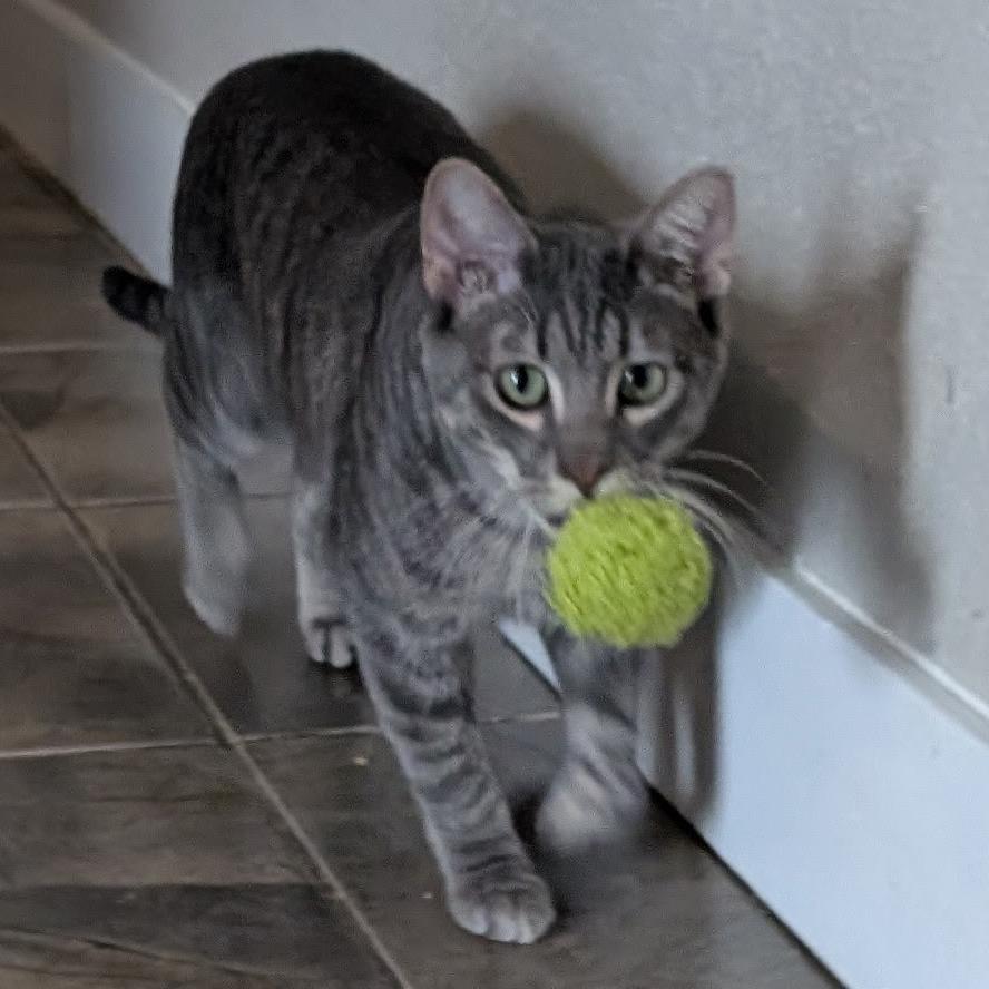 Enlarge Napo, a Adoptable Domestic Short Hair in Layton, UT image 6/6