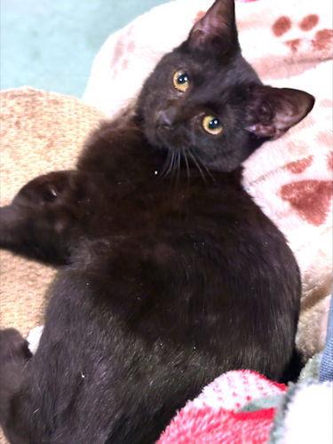 Leo Pitman, Adoptable, Young Male Domestic Short Hair.