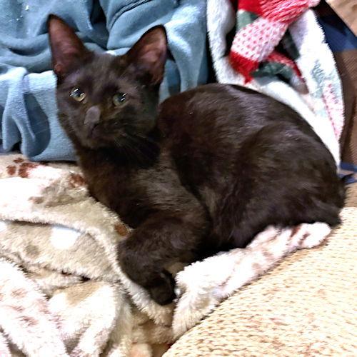 Enlarge Leo Pitman, a Adoptable Domestic Short Hair in Rutherfordton, NC image 2/3