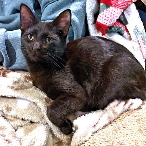 Enlarge Leo Pitman, a Adoptable Domestic Short Hair in Rutherfordton, NC image 3/3