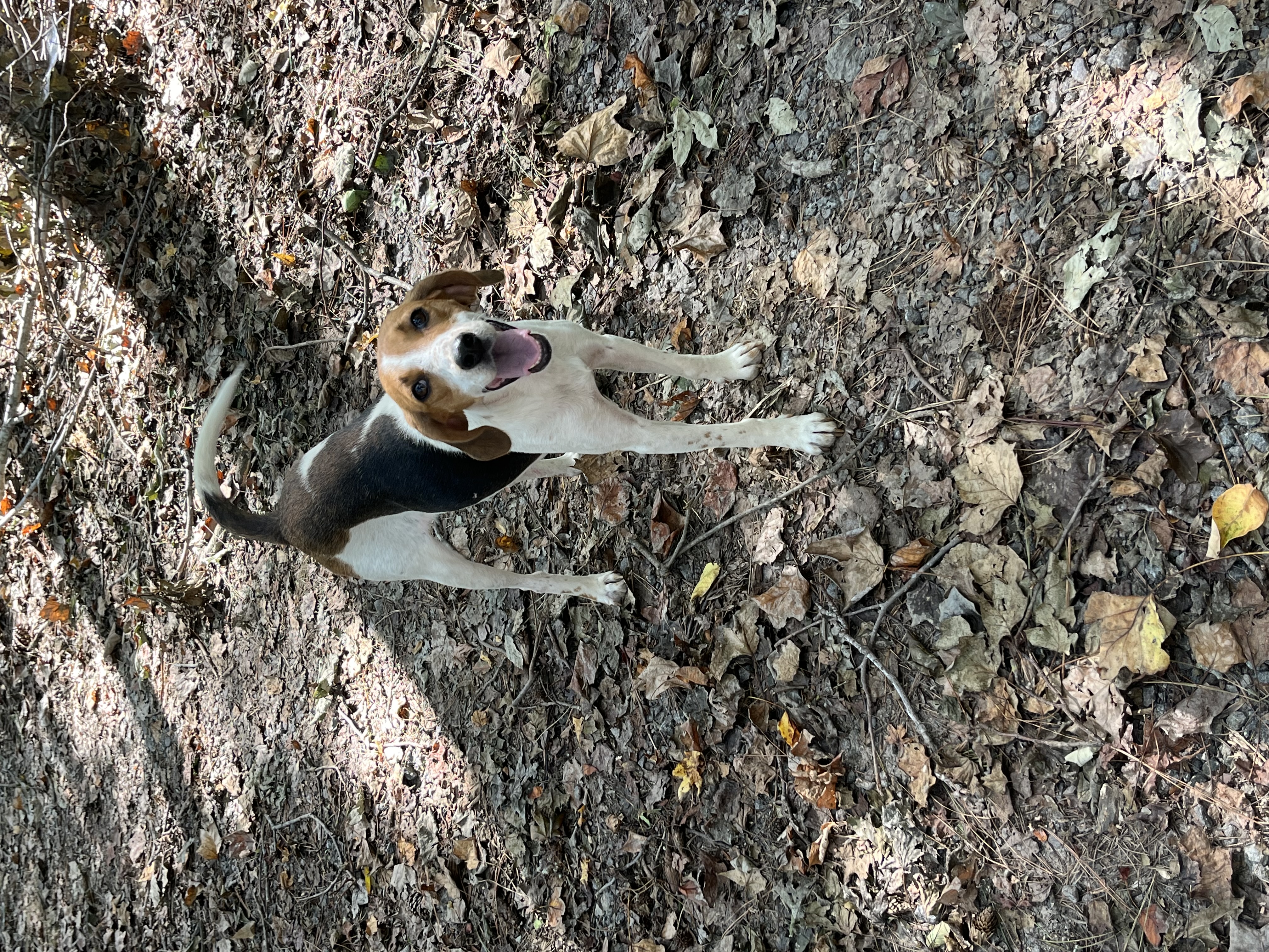 Gabby, a Adoptable Hound in Rock Hill, SC image 3/3