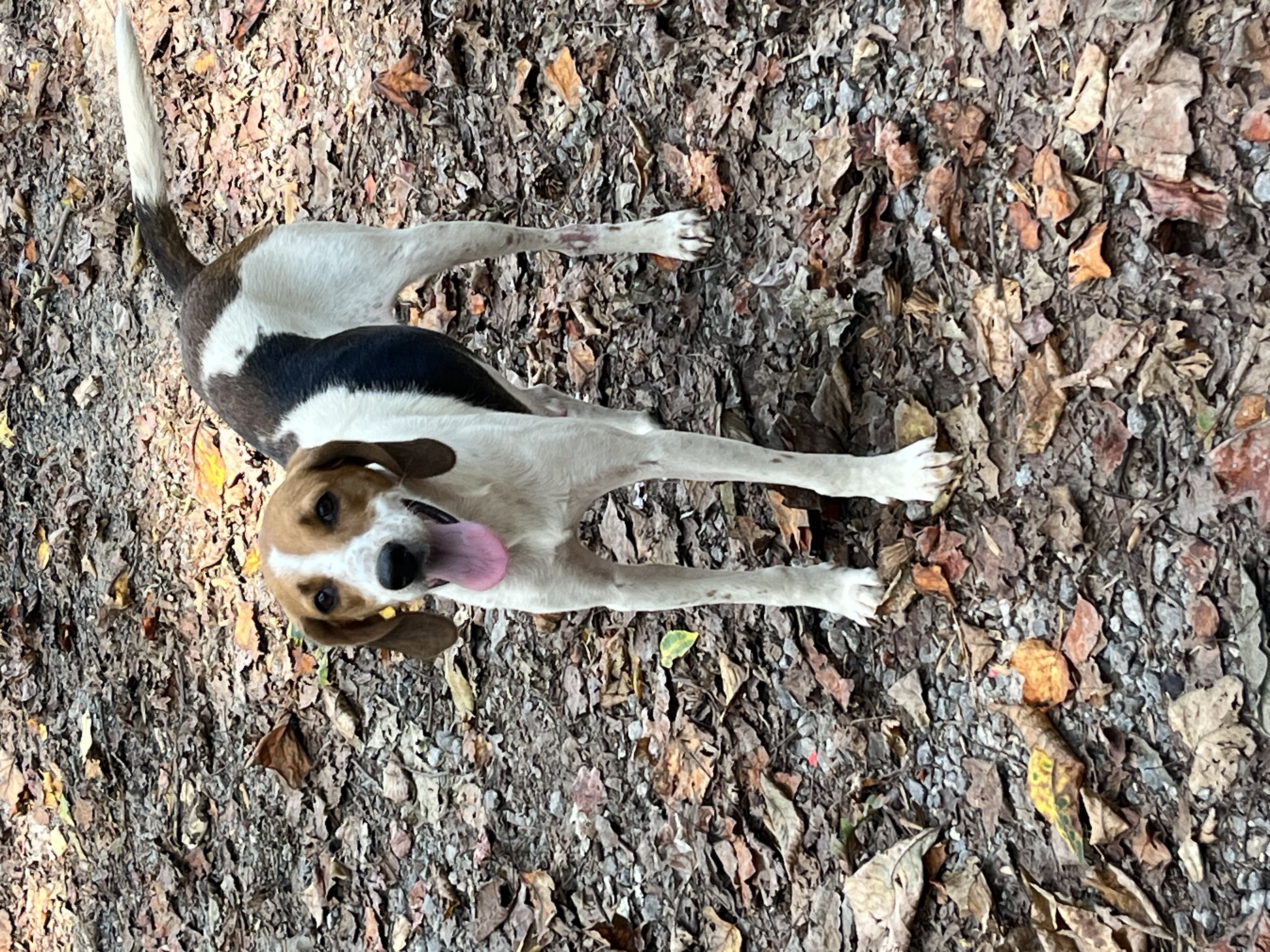 Gabby, a Adoptable Hound in Rock Hill, SC image 2/3