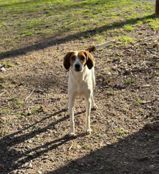 Gabby, a Adoptable Hound in Rock Hill, SC image 1/3
