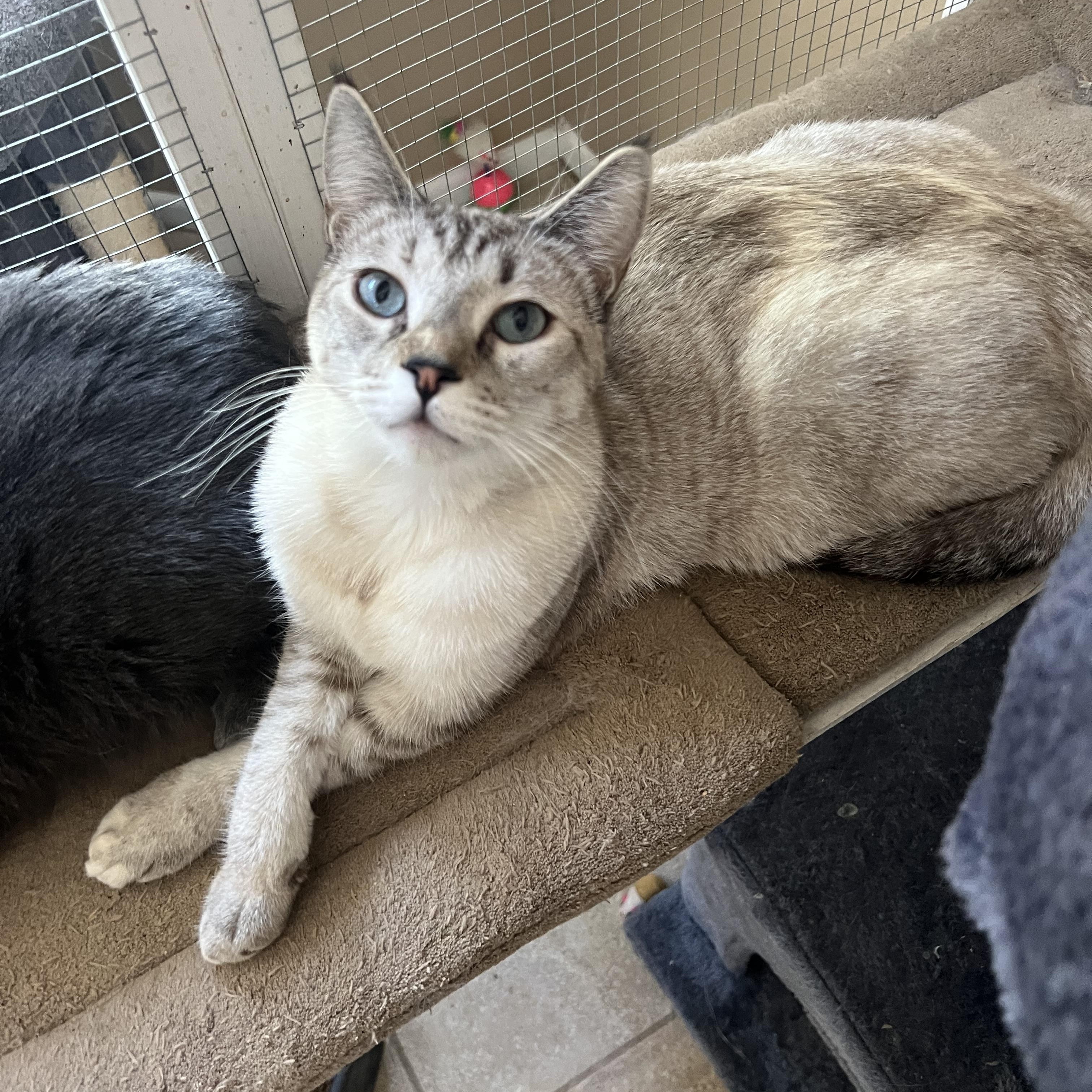 Enlarge Jackie’s Lynxpoint, a Adoptable Siamese in Glendora, CA image 5/5