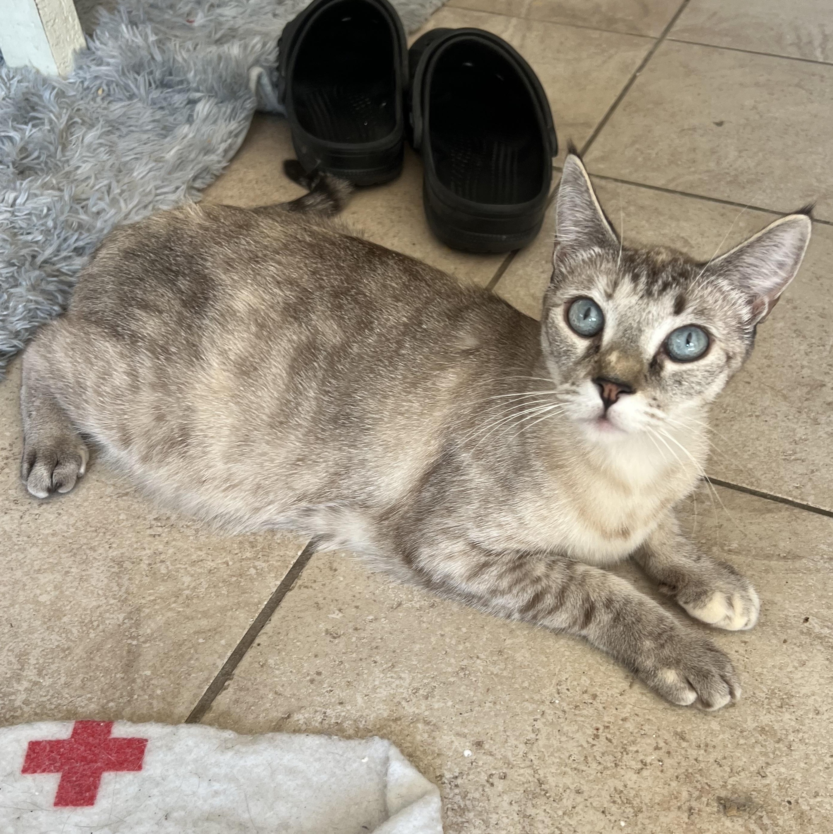 Enlarge Jackie’s Lynxpoint, a Adoptable Siamese in Glendora, CA image 3/5