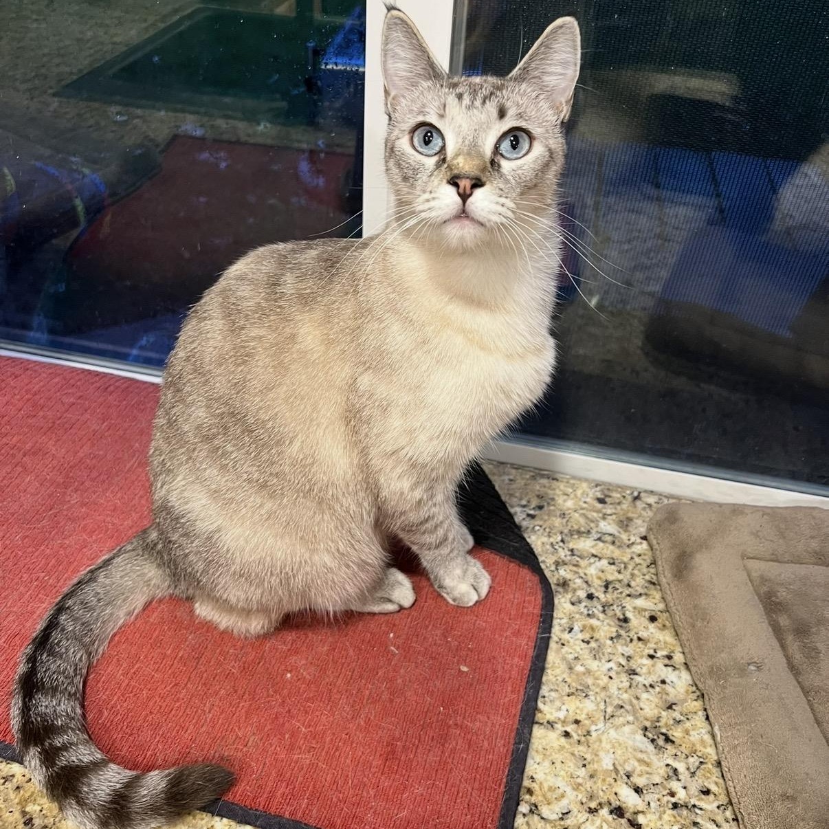 Enlarge Jackie’s Lynxpoint, a Adoptable Siamese in Glendora, CA image 2/6