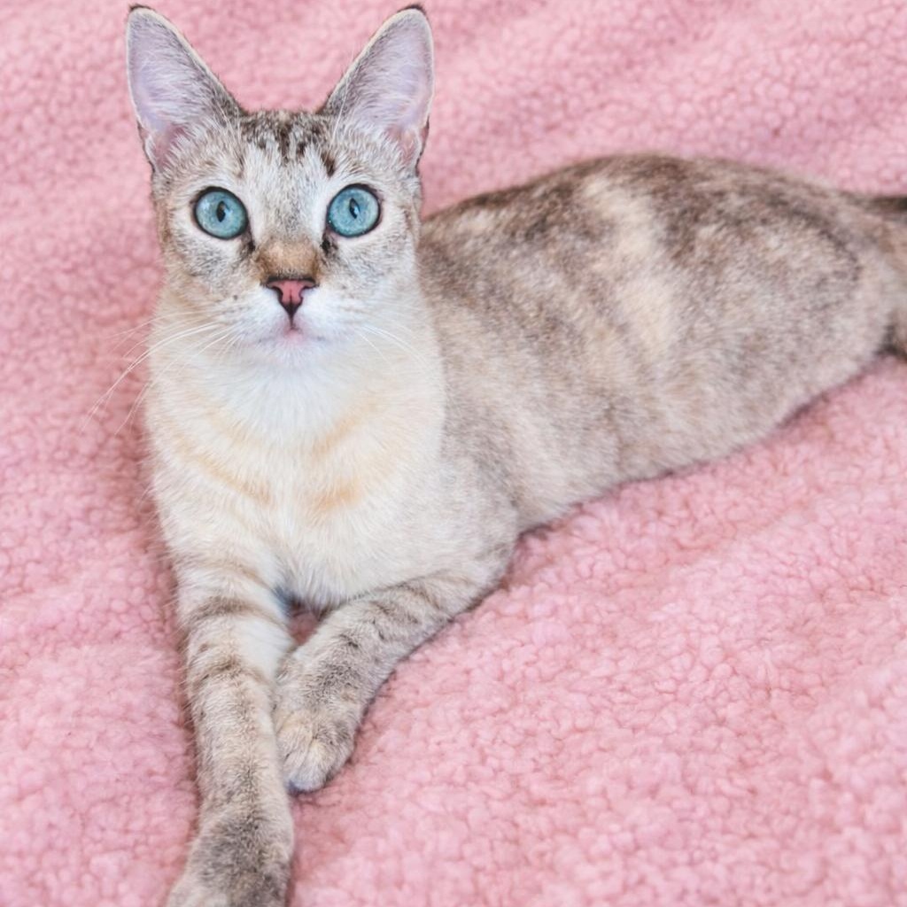 Enlarge Jackie’s Lynxpoint, a Adoptable Siamese in Glendora, CA image 1/6