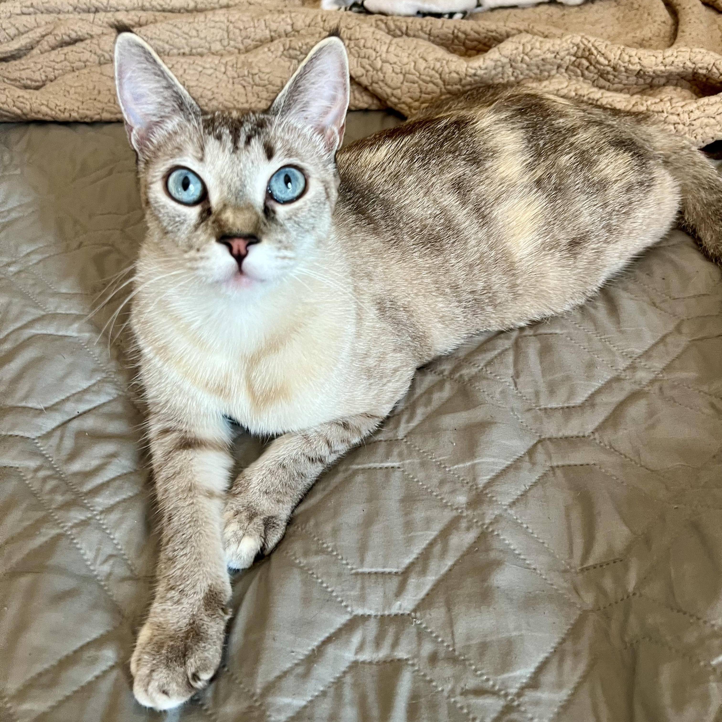 Enlarge Jackie’s Lynxpoint, a Adoptable Siamese in Glendora, CA image 1/5