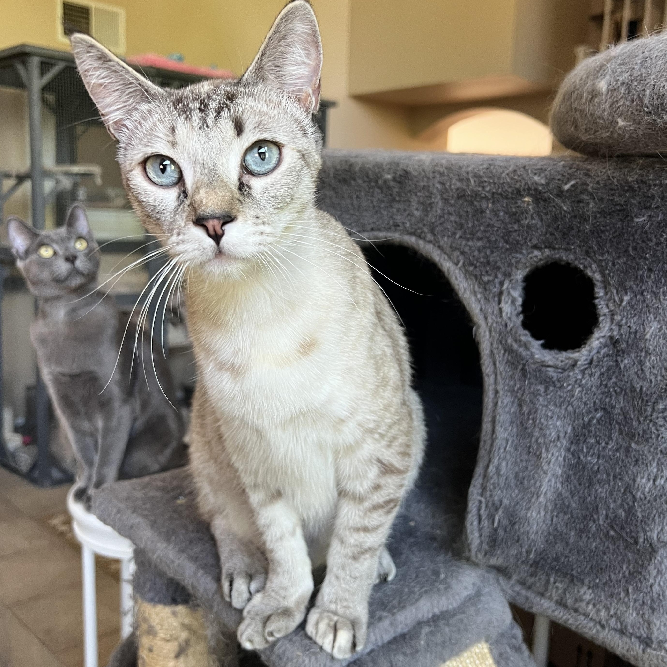 Enlarge Jackie’s Lynxpoint, a Adoptable Siamese in Glendora, CA image 2/5