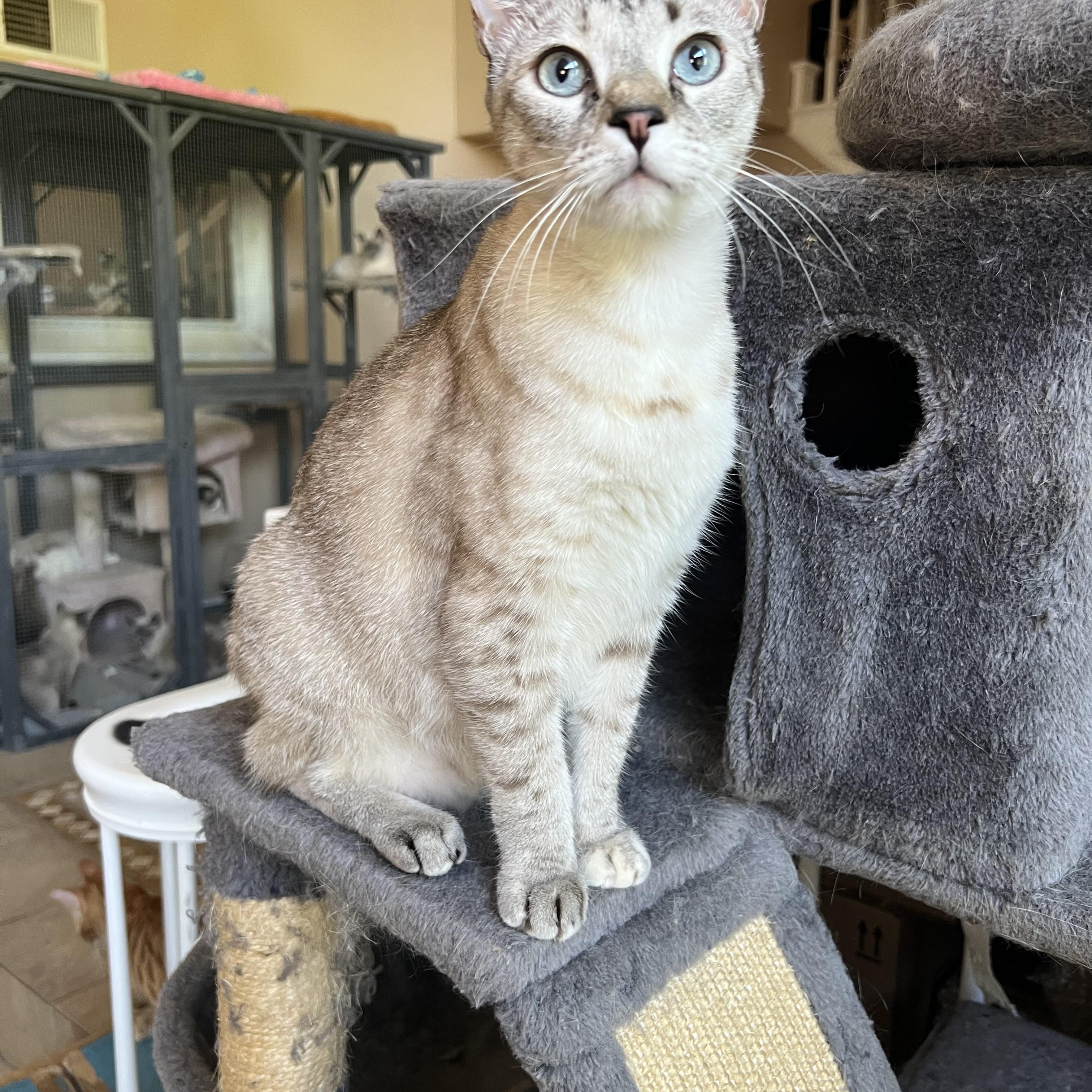 Enlarge Jackie’s Lynxpoint, a Adoptable Siamese in Glendora, CA image 4/5