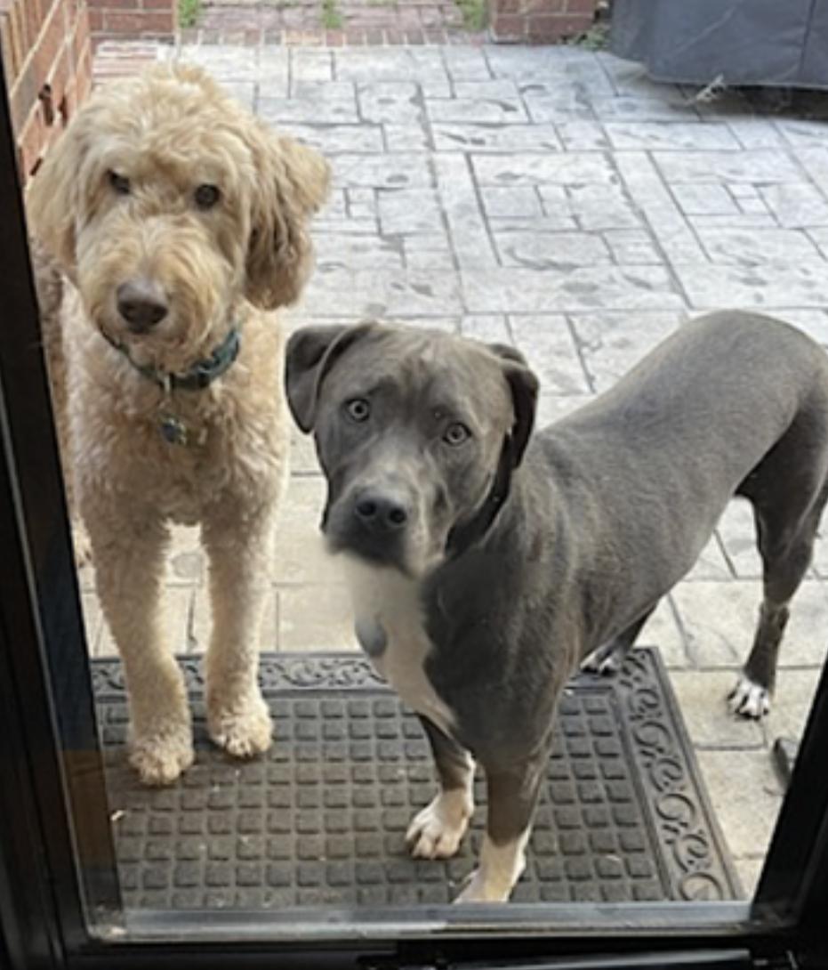 Norman — thumbnail 3