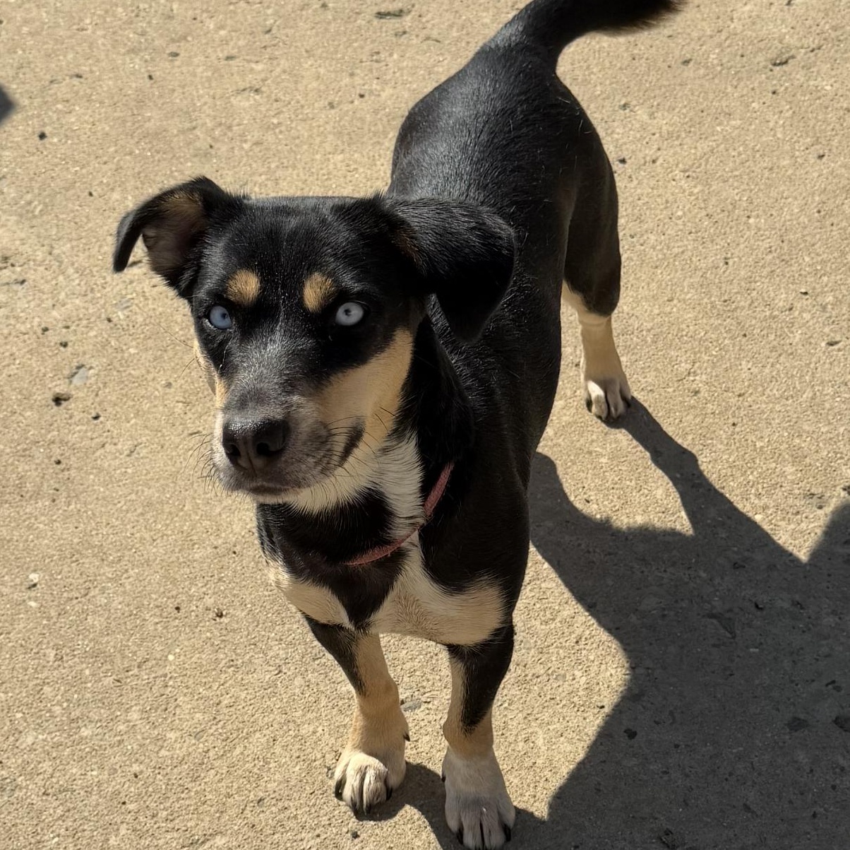 Enlarge Gloria - Dashhound mix, a Adoptable Dachshund in Muldrow, OK image 2/4
