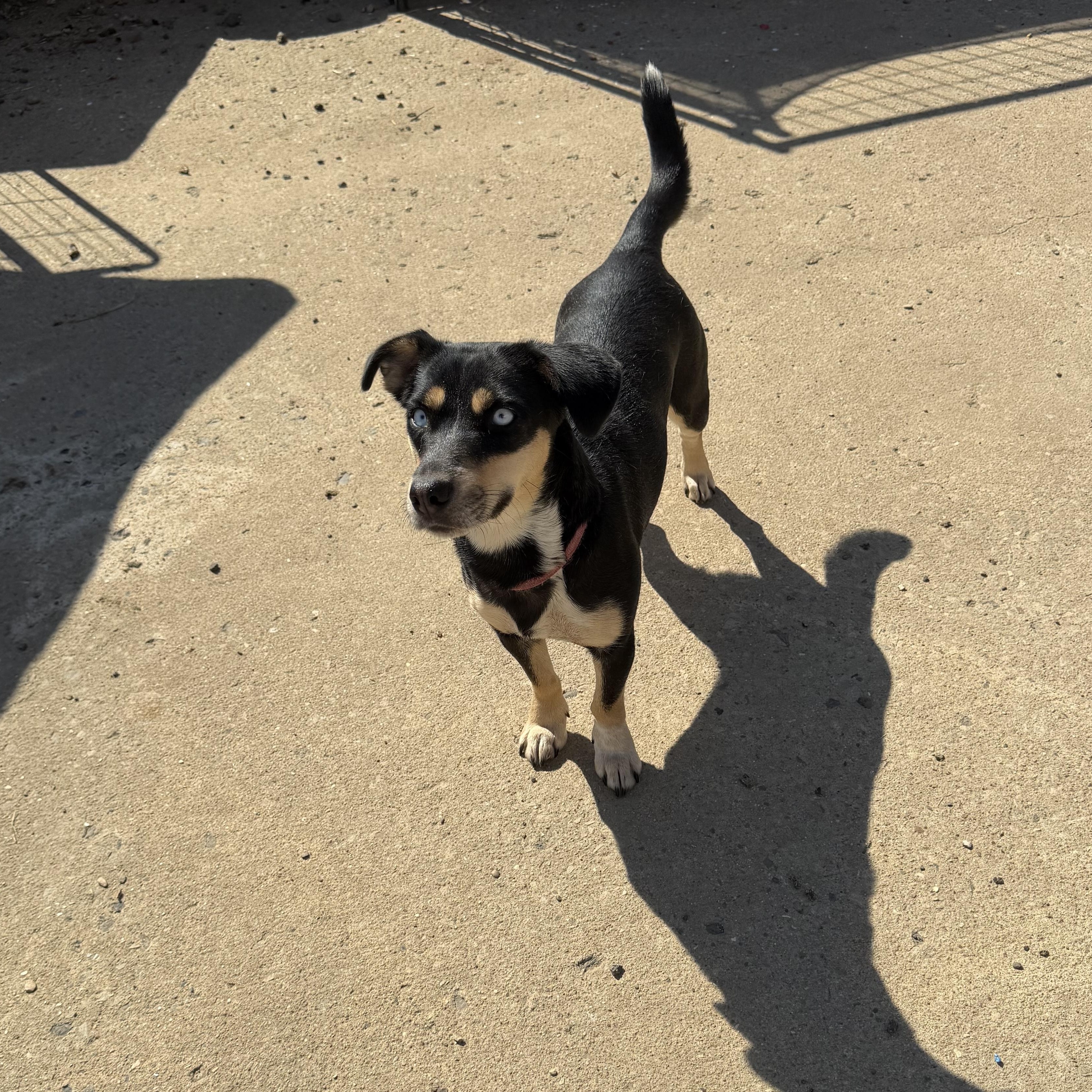 Gloria - Dashhound mix, Adoptable, Young Female Dachshund.