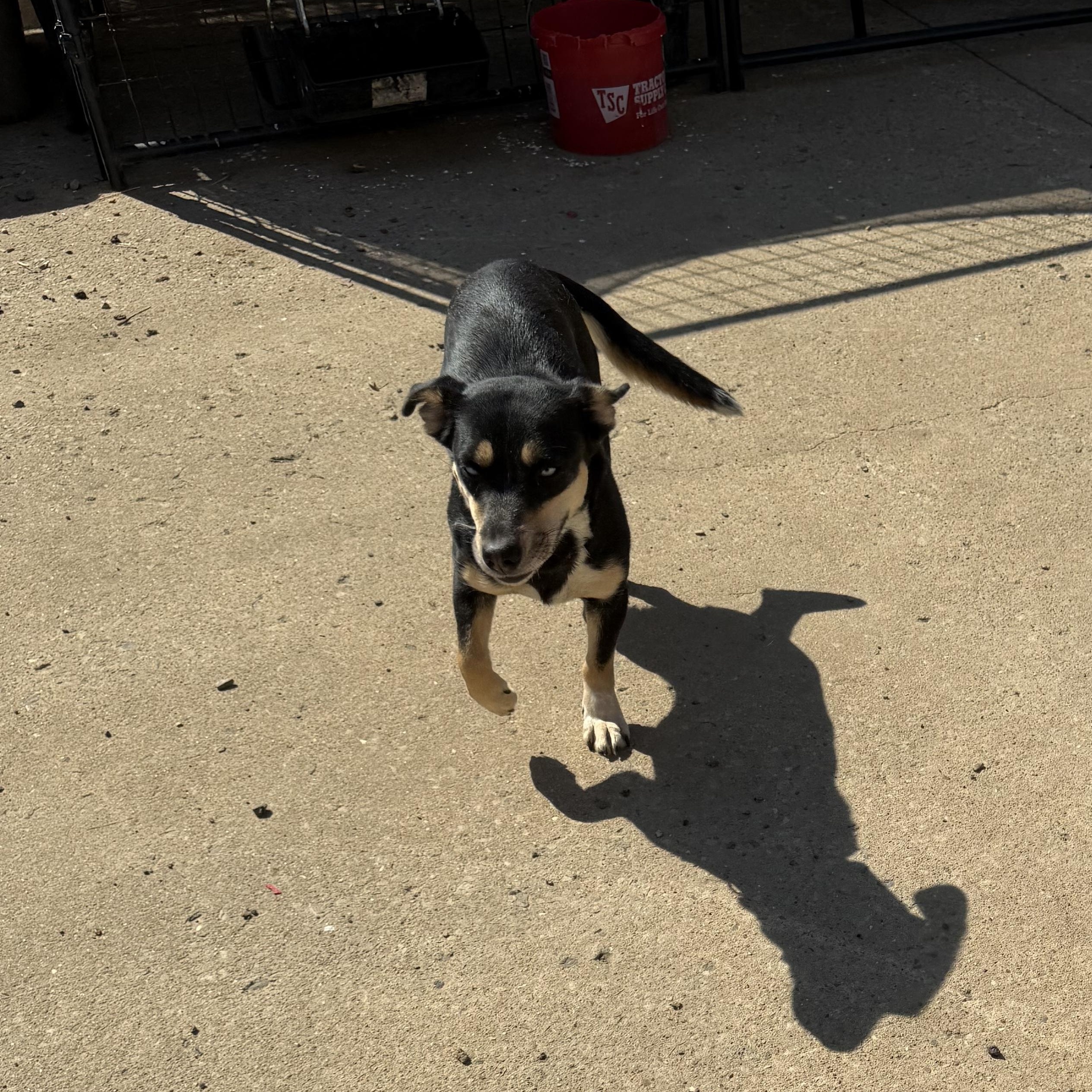 Enlarge Gloria - Dashhound mix, a Adoptable Dachshund in Muldrow, OK image 4/4