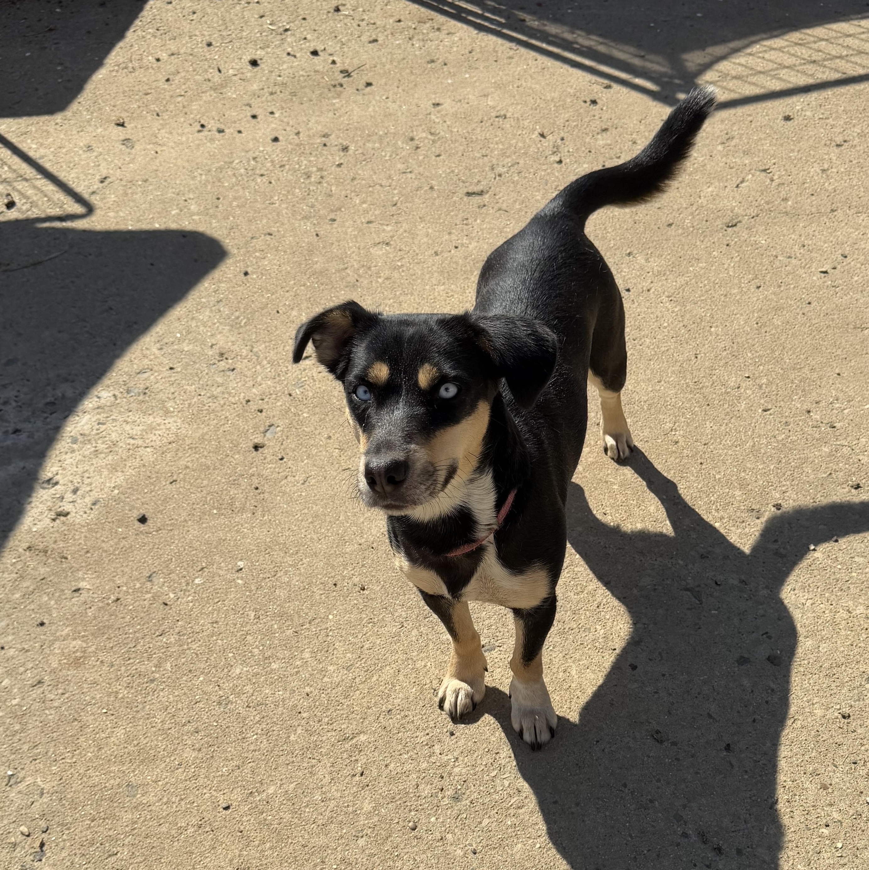 Enlarge Gloria - Dashhound mix, a Adoptable Dachshund in Muldrow, OK image 3/4