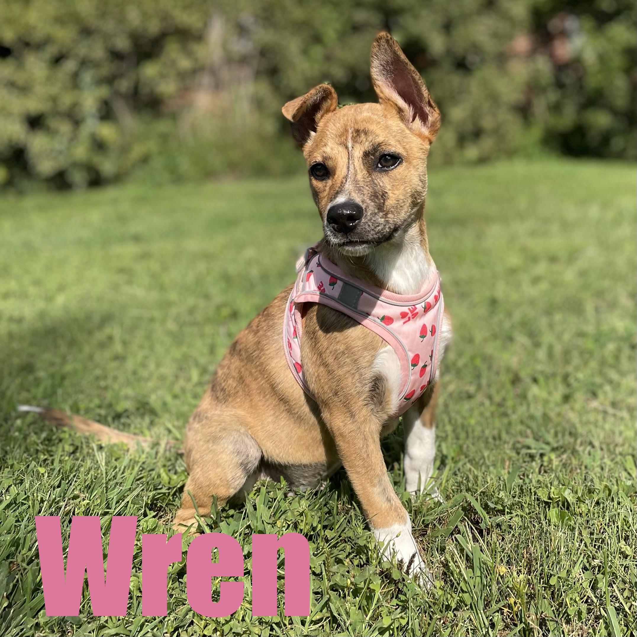Wren, Adopted, Puppy Female Hound & Mixed Breed.