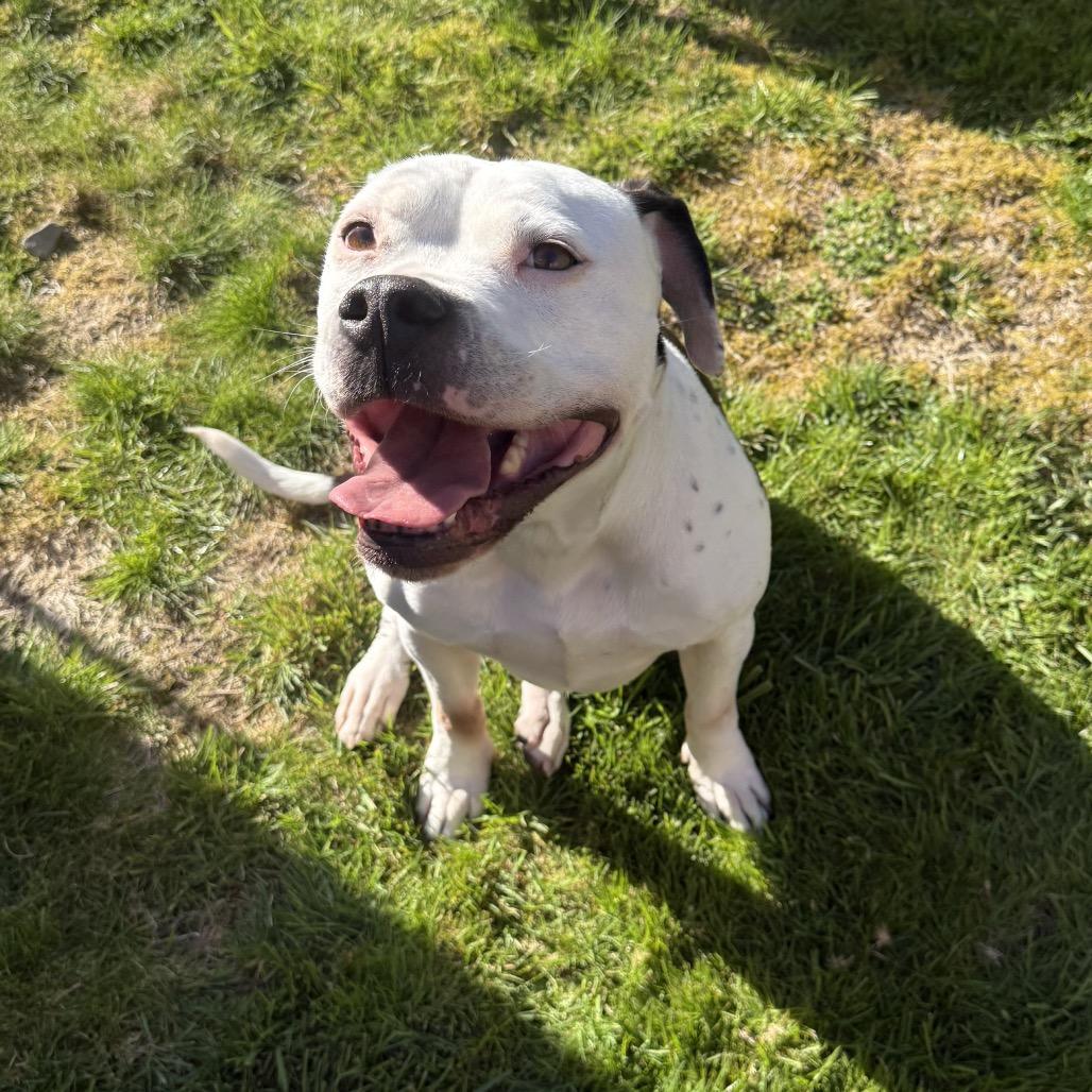 Sophie, Adoptable, Adult Female Staffordshire Bull Terrier.