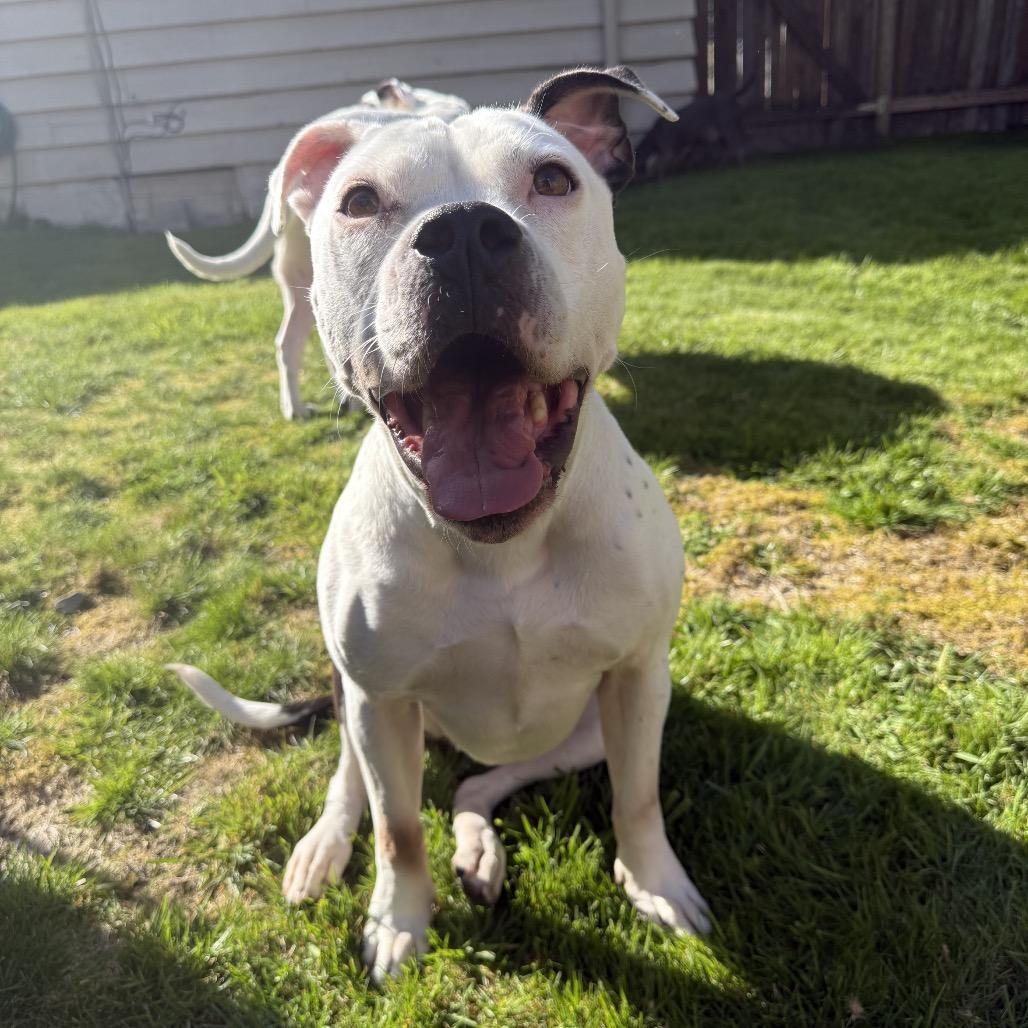 Enlarge Sophie, a Adoptable Staffordshire Bull Terrier in West Richland, WA image 2/6