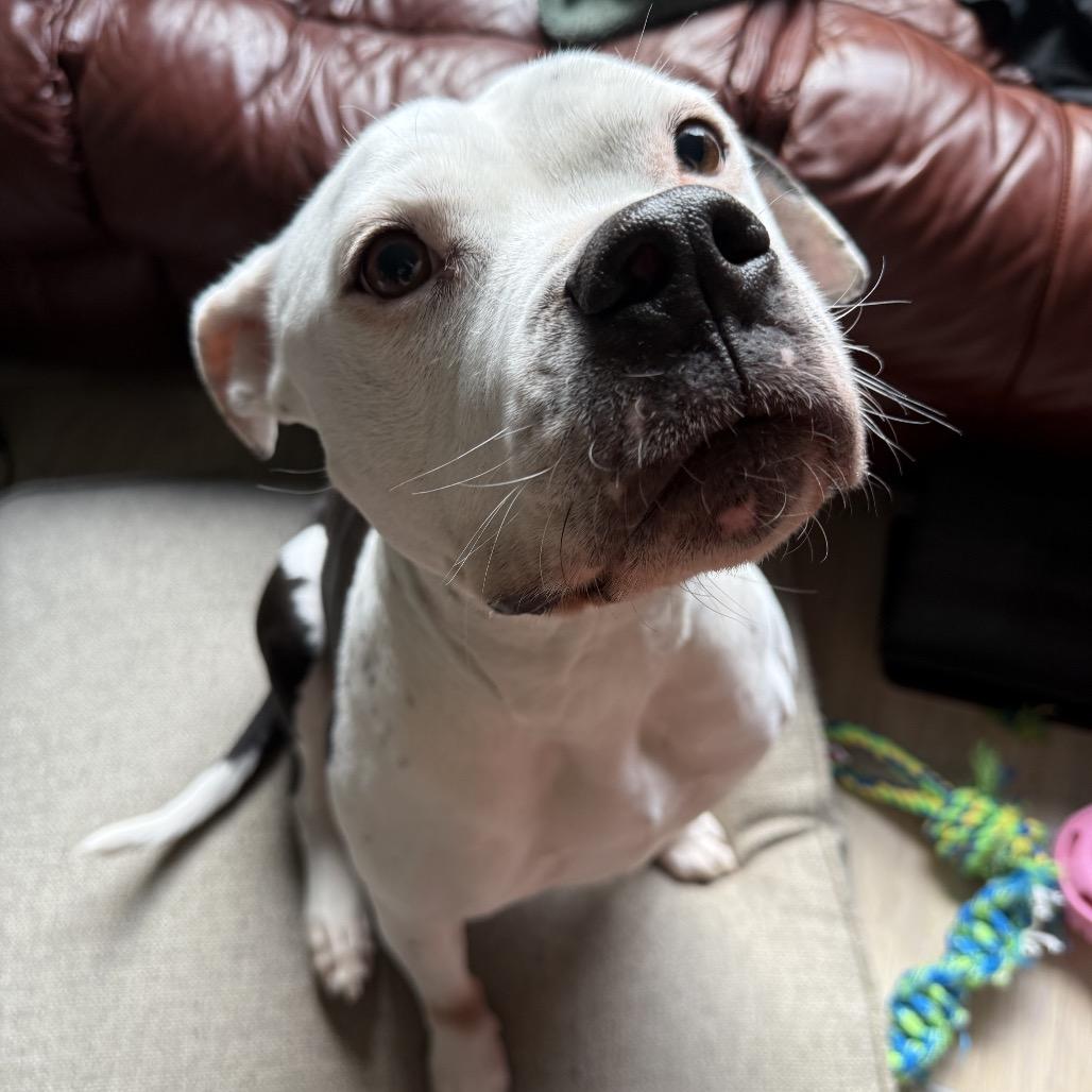 Enlarge Sophie, a Adoptable Staffordshire Bull Terrier in West Richland, WA image 3/6