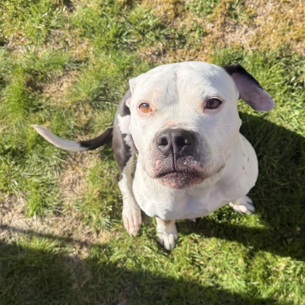 Enlarge Sophie, a Adoptable Staffordshire Bull Terrier in West Richland, WA image 4/6