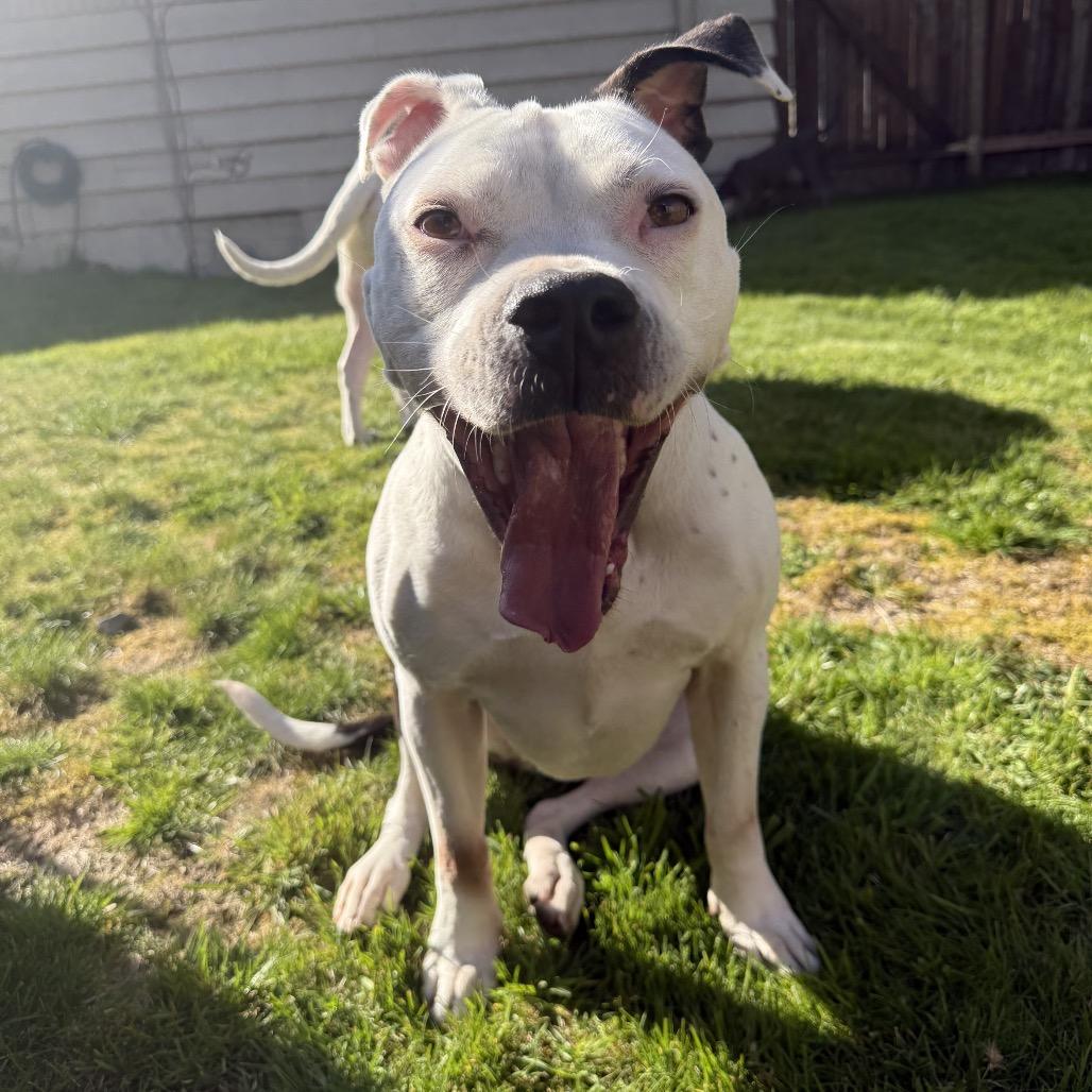 Enlarge Sophie, a Adoptable Staffordshire Bull Terrier in West Richland, WA image 5/6