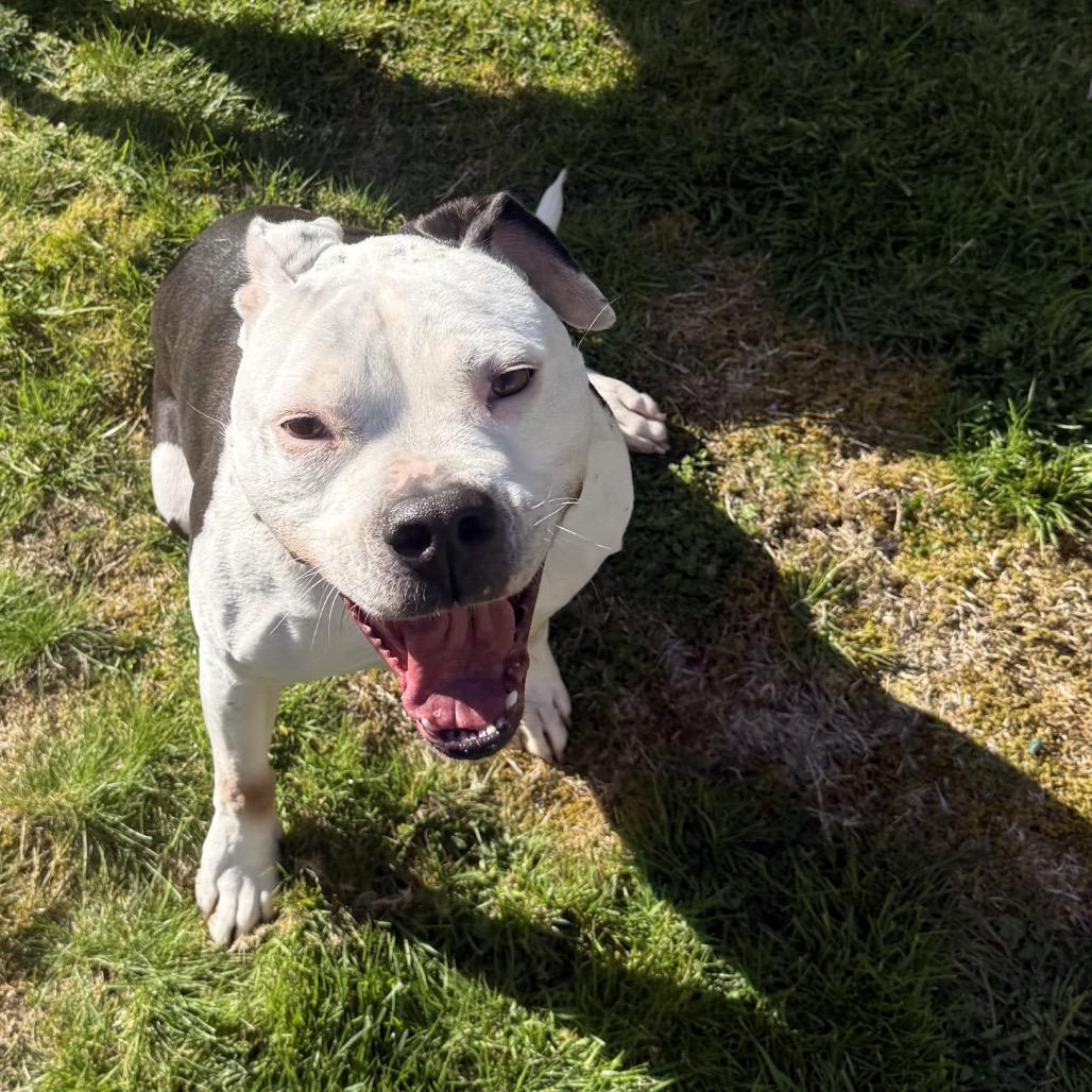 Enlarge Sophie, a Adoptable Staffordshire Bull Terrier in West Richland, WA image 6/6