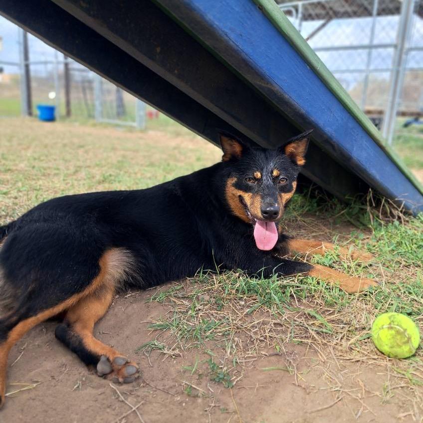 Enlarge Darla, a Adoptable mixed breed in Floresville, TX image 1/6