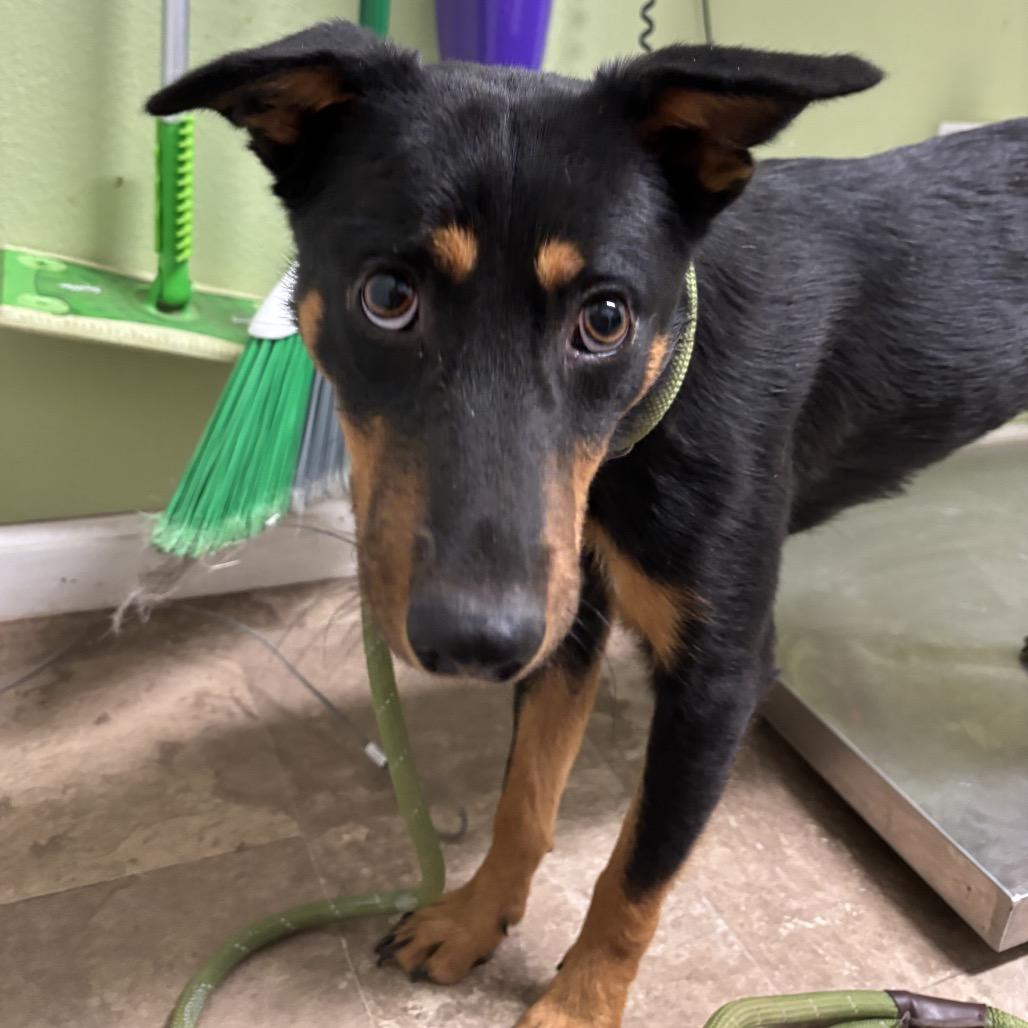 Darla, Adoptable, Young Female Cattle Dog & Mixed Breed.