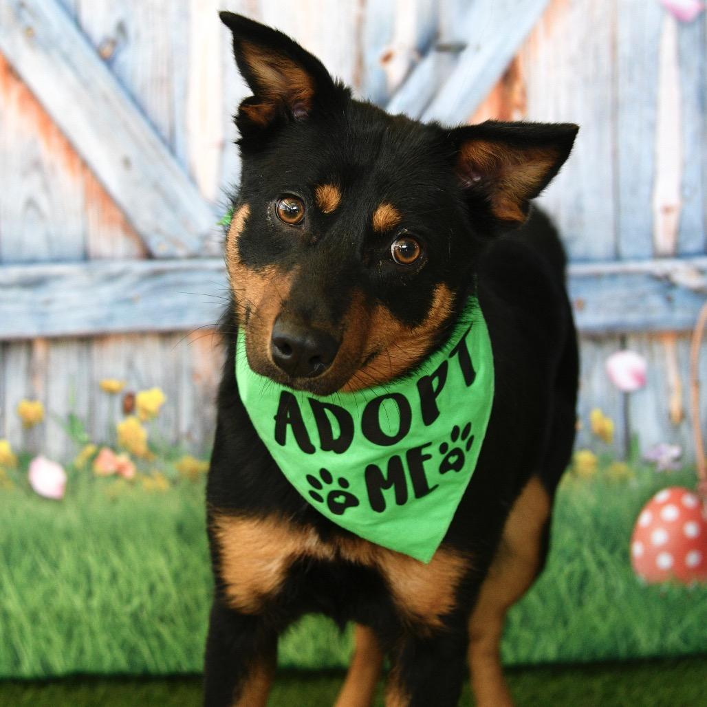 Darla, a Adoptable mixed breed in Floresville, TX image 2/4