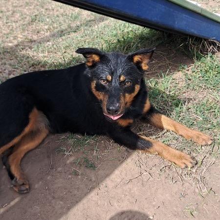 Enlarge Darla, a Adoptable mixed breed in Floresville, TX image 4/6