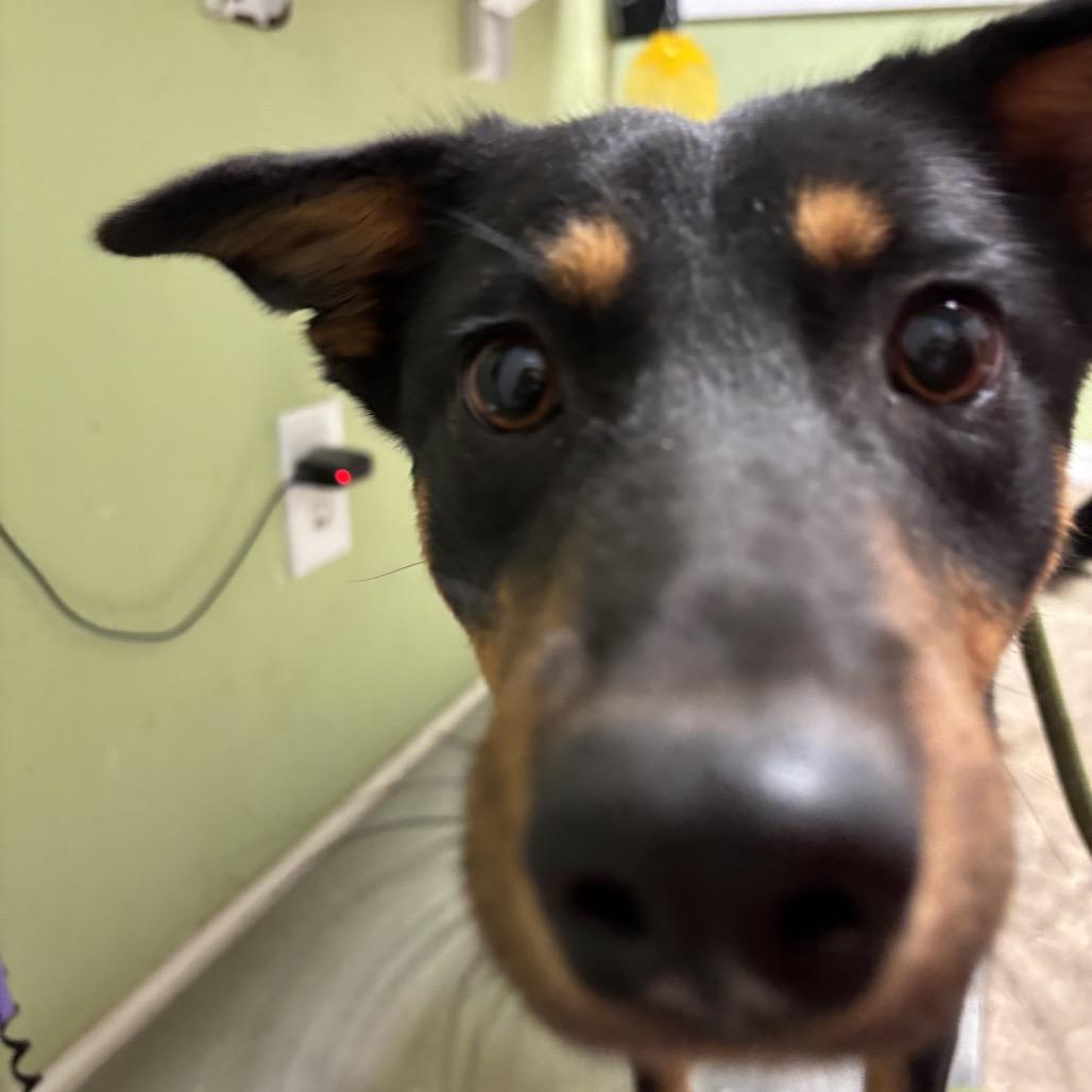 Darla, a Adoptable mixed breed in Floresville, TX image 3/4