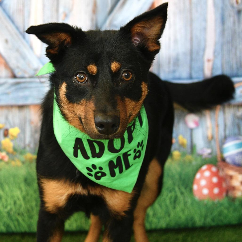 Darla, a Adoptable mixed breed in Floresville, TX image 4/4