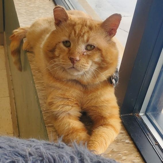 Howard the Duck, Adult Male Domestic Short Hair