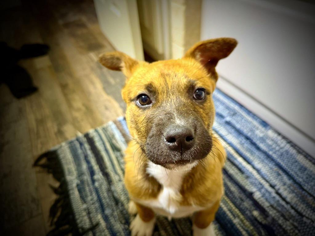 Kristoff, Adoptable, Puppy Male Shepherd & Mixed Breed.