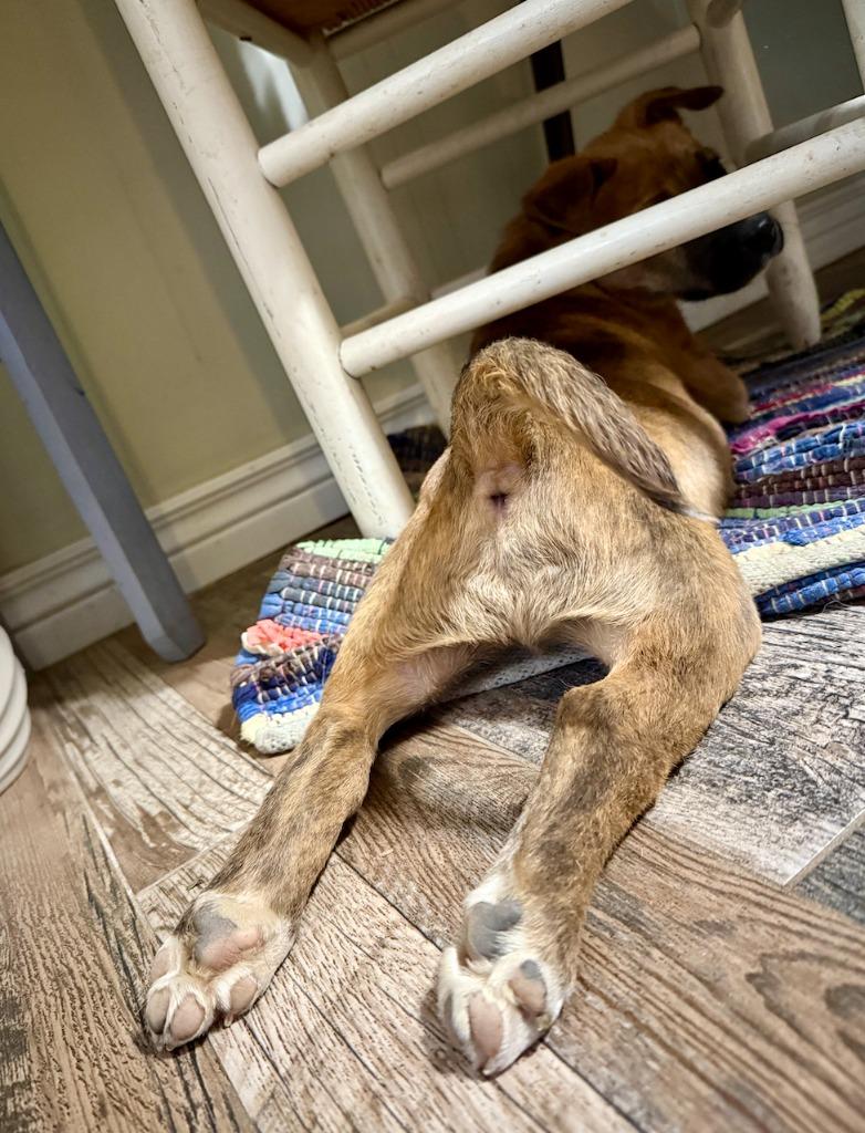 Enlarge Kristoff, a Adoptable mixed breed in Fayetteville, AR image 2/6