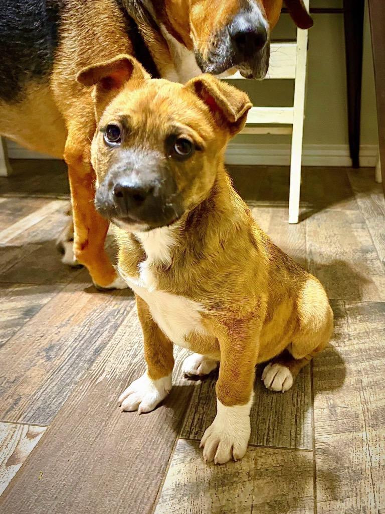 Enlarge Kristoff, a Adoptable mixed breed in Fayetteville, AR image 3/6