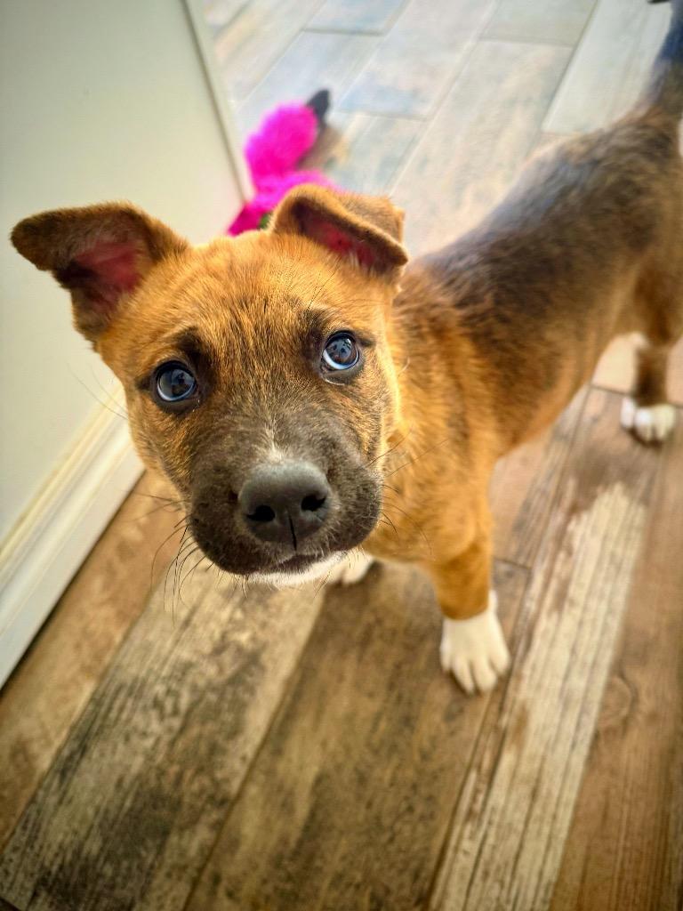 Enlarge Kristoff, a Adoptable mixed breed in Fayetteville, AR image 4/6