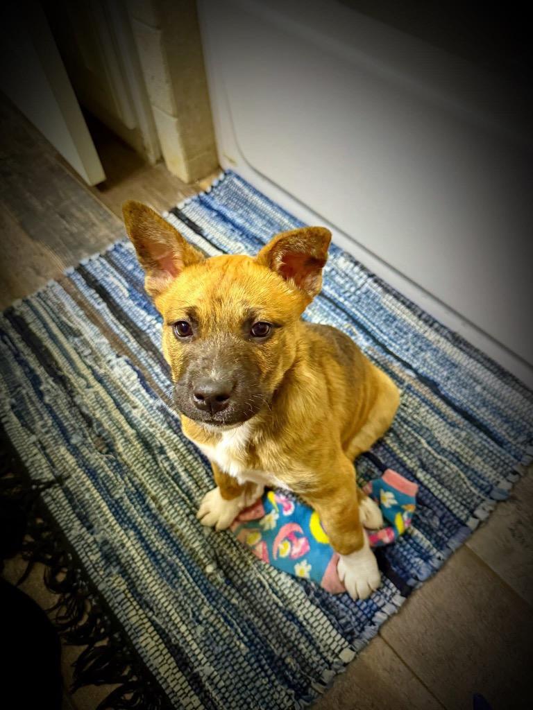Enlarge Kristoff, a Adoptable mixed breed in Fayetteville, AR image 5/6
