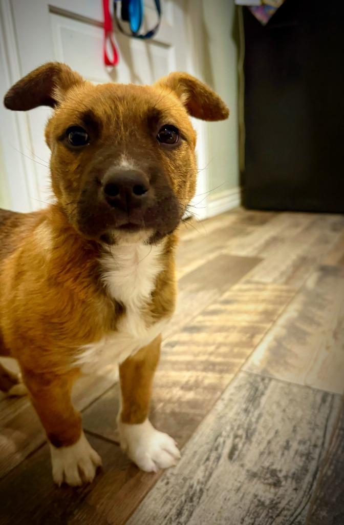 Enlarge Kristoff, a Adoptable mixed breed in Fayetteville, AR image 6/6