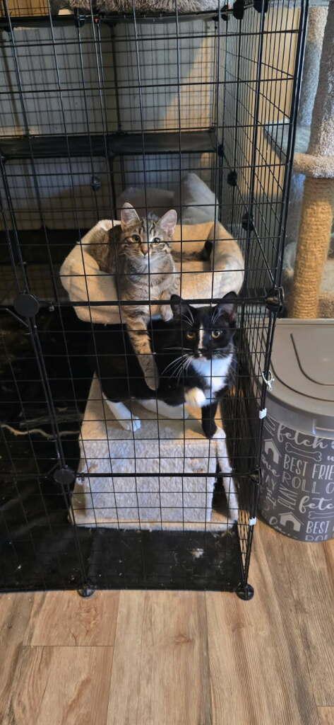 Girlfriend, a ADOPTABLE Domestic Short Hair in Rawlins, WY image 2/2