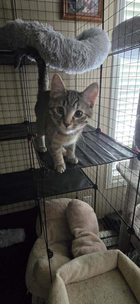 Girlfriend, ADOPTABLE, Young Female Domestic Short Hair.