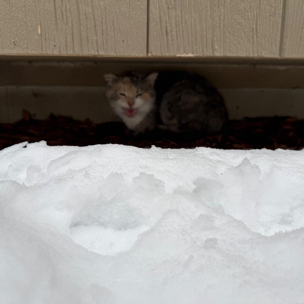 Enlarge Found SW Rochester, a Adoptable Domestic Short Hair in Rochester, MN image 1/2